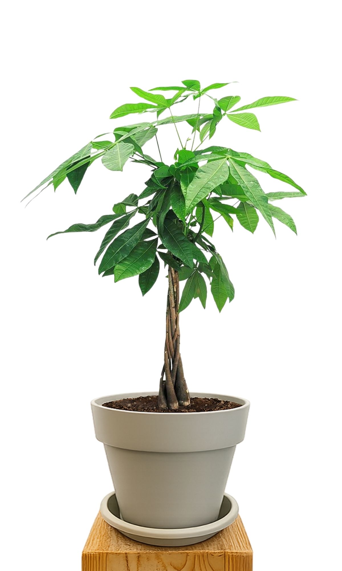 Plant kit 30 Sand